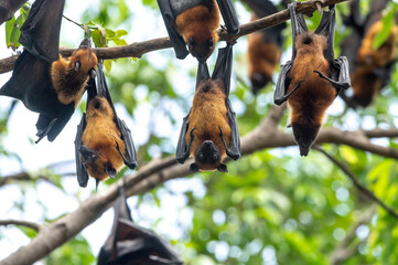 Canvas Print - Bats hanging upside down on a branch  (Lyle's flying fox)