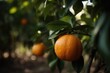 Close up of orange trees on organic fruit farm, AI generated