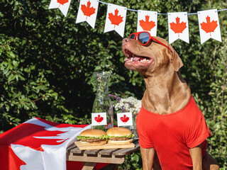 Cute dog, Canadian Flag, two delicious hamburgers and homemade lemonade. Close-up, outdoors. Day light. Pets care concept. Congratulations for family, relatives, friends and colleagues