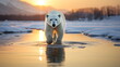 The Polar Bear Struggle for Survival.