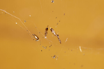 closeup of dead insects caught on spider webs