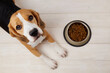 A beagle dog is lying on the floor next to a bowl of dry food. Looks at the camera. Waiting for feeding. Top view