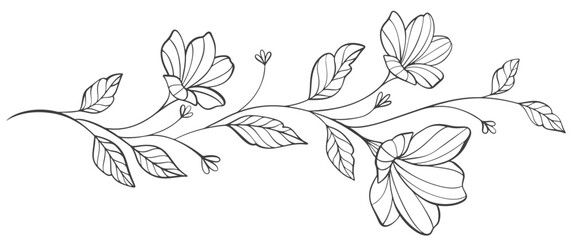 sketch floral botany collection. flower drawings. black and white with line art on white backgrounds