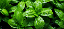 Fresh Green Basil Herb Leaves, Wet With Water Drops, Closeup Detail Banner. Generative AI
