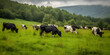 herd of black and white cows grazing peacefully in a lush two generative AI