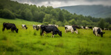 Fototapeta  - herd of black and white cows grazing peacefully in a lush two generative AI