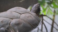 A Giant Tortoise In A Pond In The Wild. Portrait Of Huge Reptiles. Close Up