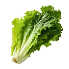 Sticker - Escarole isolated on transparent white background