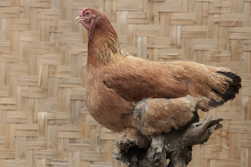 An adult female Brahma chicken is perched on a rotten tree trunk. This large and heavy body chicken has the scientific name Gallus gallus domesticus.