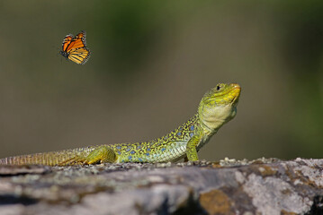 Wall Mural - Curious male ocellated lizard (Timon lepidus) watching a butterfly. Scary and colorful green and blue lizard eating prey. Wild reptile from Spain feeding on a flying insect. Interaction among species