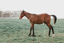 Horse Urinating In A Field