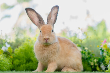 Wall Mural - adorable brown rabbit with black eyes sitting on green grass in home garden with natural blurred background, young fluffy Easter bunny little pet playing at daisy lawn park on spring summer day