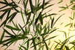bamboo leaves and branches at sunrise