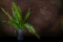 Fern On The Table