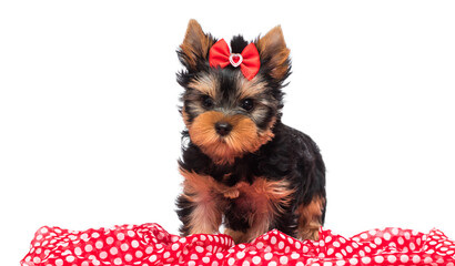 Wall Mural - small Yorkie puppy with bow