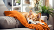 Pet, cute Shiba Inu puppy lies on soft blanket on sofa. Love and care for animals, regime rest for domestic dogs