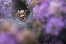 Small Agelena Labyrinthica Spider On Cobweb On Purple Flower