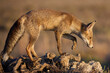 Vulpes vulpes fox in forest