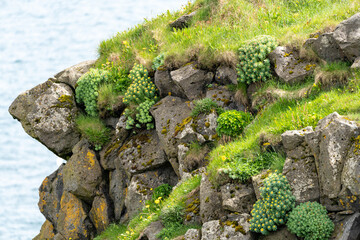 Wall Mural - Beautiful greenery and succulents along the coastline of Arnarstapi Iceland