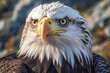 Generative AI illustration body part of attentive eagle with plumage and pointed beak in blurred background