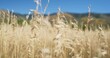 High Mountain grass & breeze, Warm Autumn Colors, US Southwest, Taos New Mexico, USA, 2K