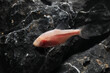 Subterranean Mexican tetra or blind cave fish (Astyanax mexicanus)	

