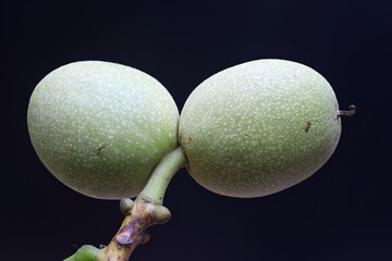 Natural view of walnut fruit – Juglans regia