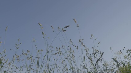 Sticker - Spikelets sway in wind in sunny spring weather against blue sky. Concept of plant species in field. Beauty of nature and environment observation low angle shot