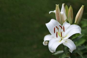 Wall Mural - White Easter Lily flowers in garden. Lilies blooming. Blossom white Lilium Candidum in a summer. Garden Lillies with white petals. Large flowers in sunny day. Floral background. White Madonna Lily