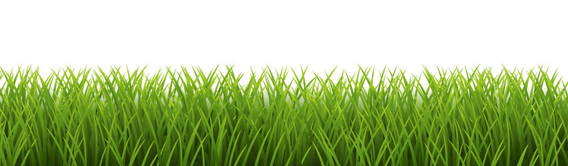 Wall Mural - Grass Border And With White Background