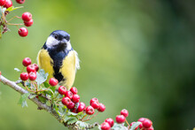 Vibrant Great Tit (Parus Major) Perched On A Hawthorn Branch Full Of Bright Red Berries - Yorkshire, UK In September