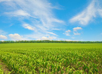 Wall Mural - Corn field and blue sky.