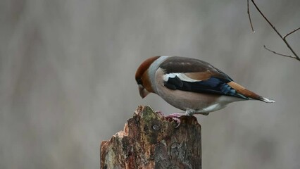 Wall Mural - Hawfinch Coccothraustes coccothraustes. In the wild. A bird on a beautiful background eating . Slow motion.