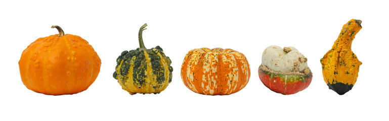 Wall Mural - set of different pumpkins isolated on a white background.