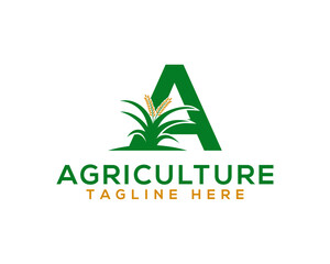 Wall Mural - Letter A wheat farm agriculture Logo. agricultural and farming company logo Design.