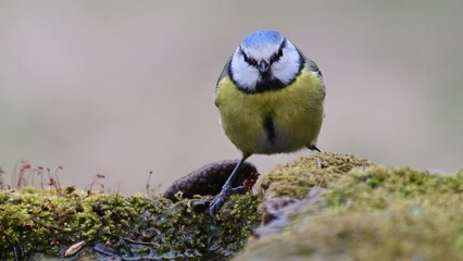 Wall Mural - Blue tit Cyanides caeruleus drinks water and flies away. Close up.