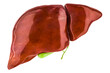 Human liver with gallbladder, 3D rendering isolated on transparent background