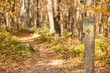 Autumn Hiking Trail in a National Forest