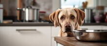A Labrador Retriever With A Dog Bowl In Its Mouth Waits To Be Fed In The Kitchen With Copyspace For Text