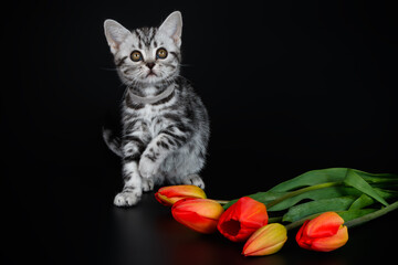 Wall Mural - Studio photography of an American shorthair cat on colored backgrounds