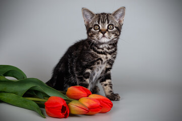 Wall Mural - Studio photography of an American shorthair cat on colored backgrounds