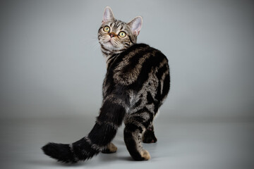 Wall Mural - Studio photography of an American shorthair cat on colored backgrounds