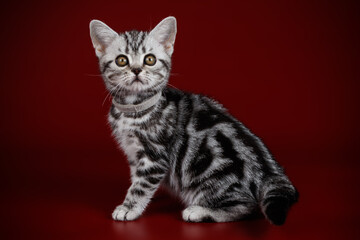 Wall Mural - Studio photography of an American shorthair cat on colored backgrounds