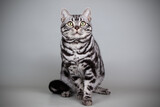 Fototapeta Koty - American shorthair cat on colored backgrounds