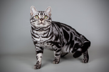 Wall Mural - American shorthair cat on colored backgrounds