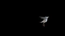 Seagull Walking Enters The Left Side Out On The Right Side On A Black Background With A Walk Cycle Side View. A Symbol Of Freedom. A Seagull Running With An Alpha Matte, 3D Animation Of A Fly