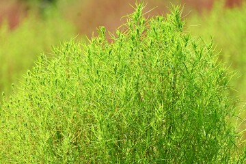 Poster - Kochia ( Bassia scoparia ). Amaranthaceae annual plants. Stems are erect and initially green, later turning red. The fruit is edible and medicinal.