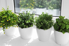 Artificial Potted Herbs On Sunny Day On Windowsill Indoors. Home Decor