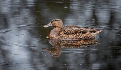 Aufkleber - A picture of a female mallard as she is  swimming. She is reflected in the water and there is space for text
