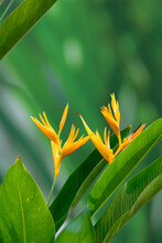 Beautiful Yellow Parrot's Beak Flowers ( Heliconia Psittacorum ) Are Blooming With Green Leaves On Blurred Greenery Background In Botanical Garden And Vertical Frame 